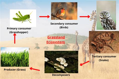 The Cursed Blessing: How Understanding Impacts Brushed Grasslands